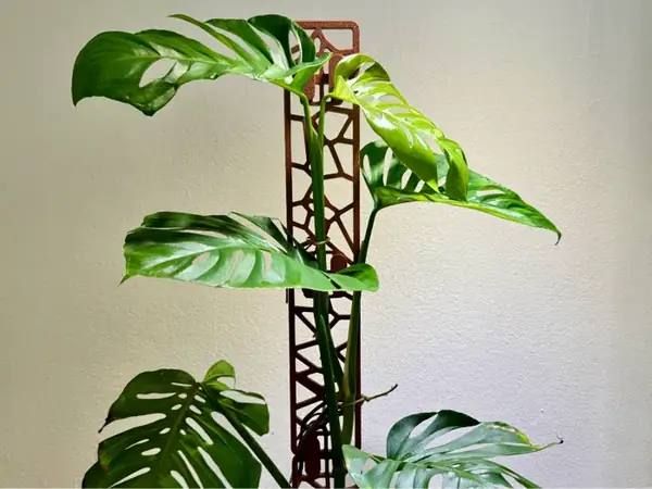 Modular Voronoi Trellis – Grows with Your Plant