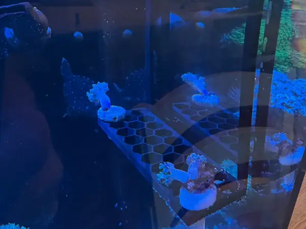 Hanging Coral Frag Rack